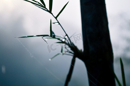 薄雾中的竹子和水滴