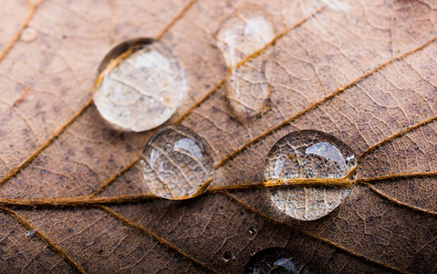 叶子背景上特写的圆形水滴