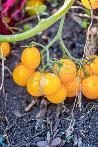 新鲜的黄色西红柿，城市园艺