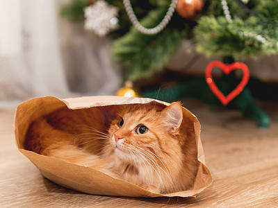 可爱的姜猫躲在牛皮纸袋里。