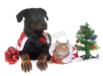 猫、狗和圣诞节