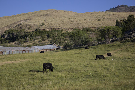 牛在牧场吃草