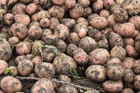 田间鲜马铃薯大丰收、有机蔬菜种植与农业理念