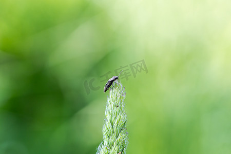 内衬点击甲虫 (Agriotes lineatus) 站在单个 g 的顶部