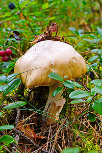 针叶林中的蘑菇，帽子上有昆虫，上面有红色浆果和蓝莓