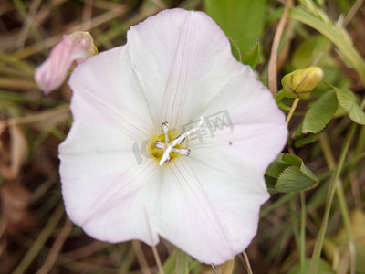 Moonflower 或月亮藤 (Ipomoea alba)