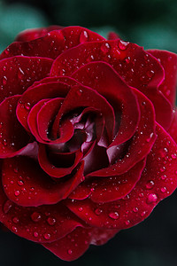 深红色玫瑰与水滴的宏观图像。