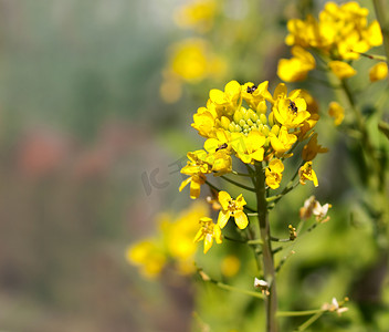 有机白菜花上的生物多样性澳大利亚本土蜜蜂