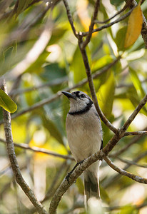 冠蓝鸦鸟 Cyanocitta cristata 栖息在红树林中