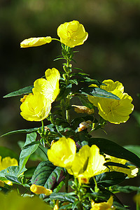 一根高大的茎，上面长着黄色的花朵和绿色的叶子。