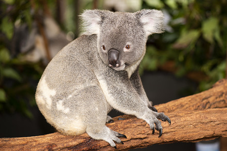 可爱的澳大利亚考拉白天休息。