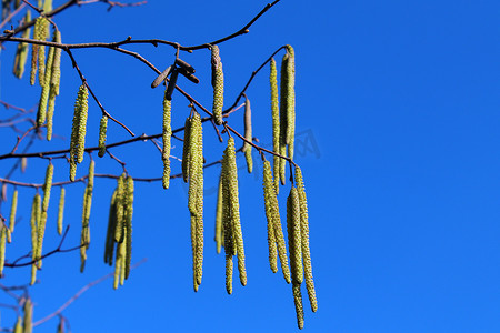 春天常见的角树花在蓝天的衬托下