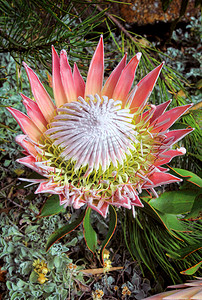 大王 Protea cynaroides 苞片和花开放