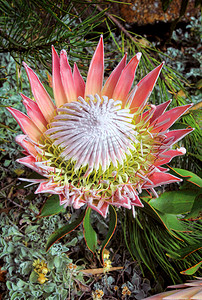 我家大王摄影照片_大王 Protea cynaroides 苞片和花开放