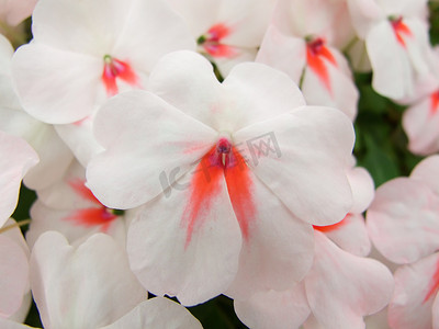 粉色凤仙花，Busy Lizzie，学名 Impatiens wallerian