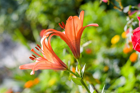 两朵粉红色和橙色的花喇叭藤或喇叭爬山虎（Campsis radicans），被称为牛痒或蜂鸟藤，盛开着种子和叶子，夏季在户外生长。