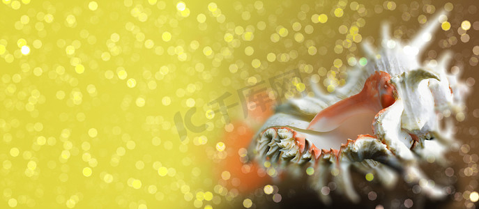 波光粼粼的散景背景上的贝壳 Chicoreus ramosus
