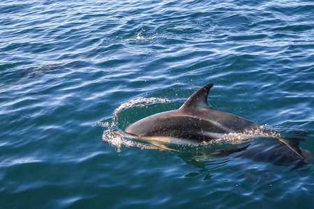 新西兰凯库拉湾的海豚