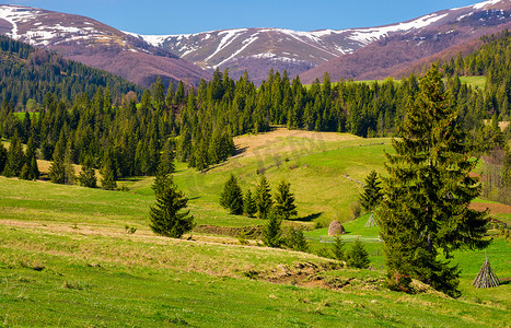 喀尔巴阡山脉美好的春天风景