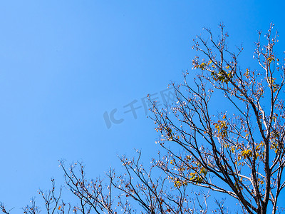 干锅摄影照片_秋季落叶树上 Padauk 干锅与