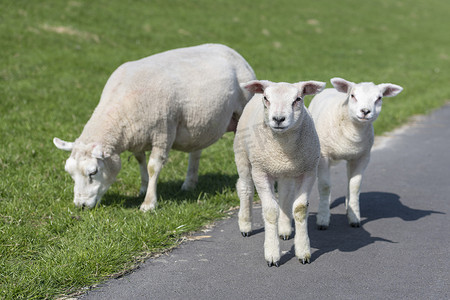 绵羊和两只小羊羔在路堤斜坡上