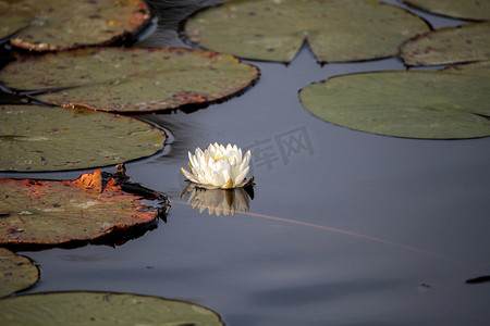 荷花锦鲤摄影照片_在沼泽顶部的荷花花