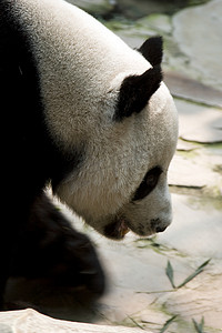 散步的熊摄影照片_熊猫散步