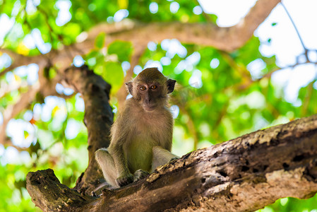 猴子坐在树上看着画框