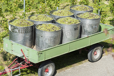 拖车上装满白葡萄的容器