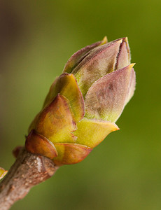 丁香花蕾