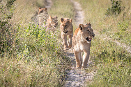 行走在路上的狮子的骄傲。