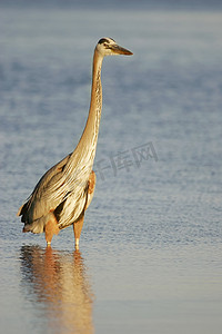 大蓝鹭 (Ardea herodias)