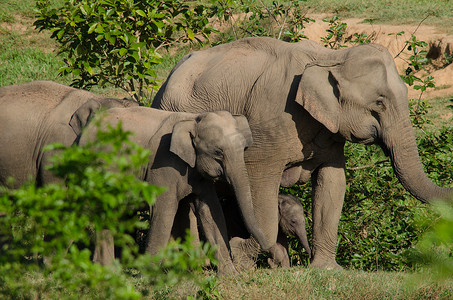 五五大促摄影照片_亚洲象是亚洲的五大动物