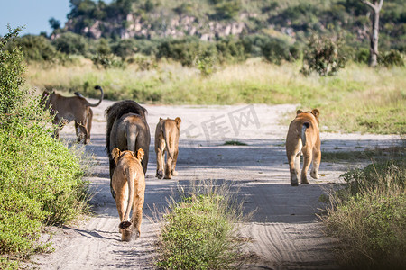行走在路上摄影照片_行走在路上的狮子的骄傲。