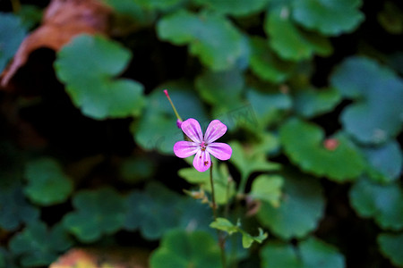 安氏摄影照片_在 Zwingenberg 附近的 Odenwald 森林中发现的 Geranium robertianum