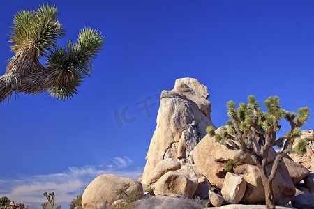 岩石丝兰 Brevifolia 莫哈韦沙漠约书亚树国家公园 C