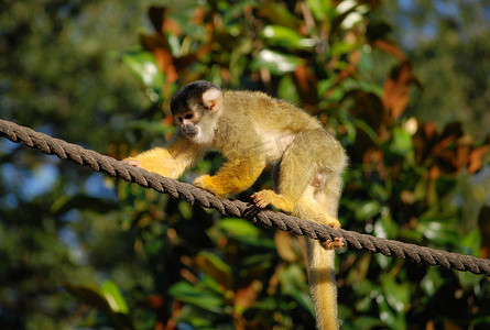 猴子的尾巴摄影照片_沿着绳索行走的猴子