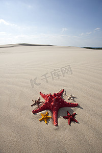 海星图案摄影照片_黄沙滩上的海星