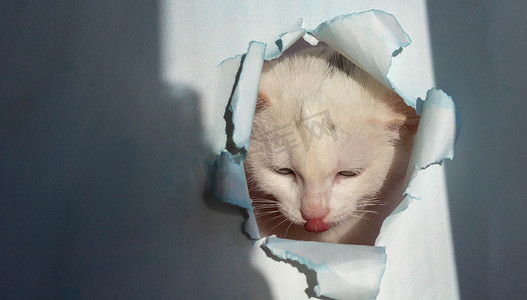 “白色美丽可爱的猫从蓝纸上的一个洞里舔出来。兽药注册概念表，复制空间”