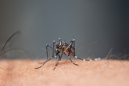 青蛙吃蚊子摄影照片_蚊子 (Aedes aegypti) 吸血的宏观