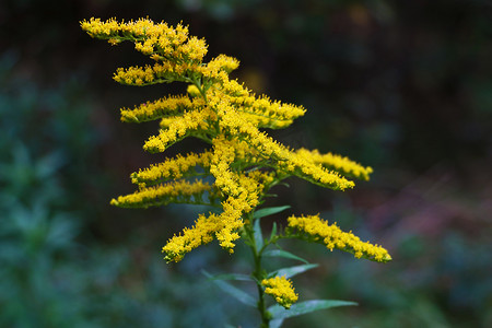 Solidago gigantea - 一枝黄花、高一枝黄花、巨型一枝黄花 - 入侵物种。