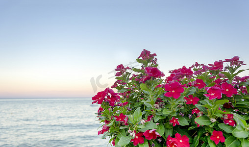 一群以大海为背景的五颜六色的花朵