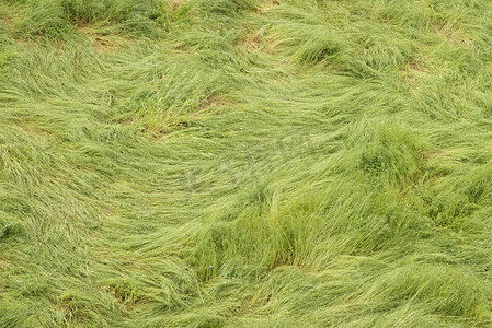 绿色的长草被强风吹得乱七八糟。