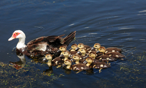 妈妈和十几个可爱的小鸭子在湖里