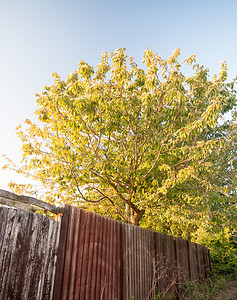 广告栅栏摄影照片_阳光下的树后花园 阳光和后木栅栏 nea