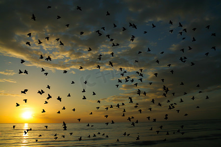早晨时间的鸟和海