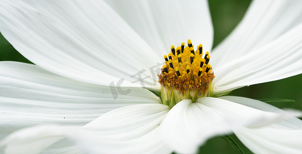 花园小波斯菊，Cosmos bipinnatus