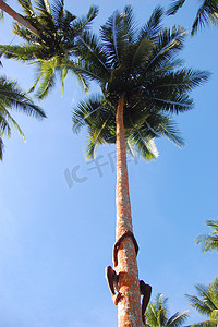 男孩爬上棕榈树