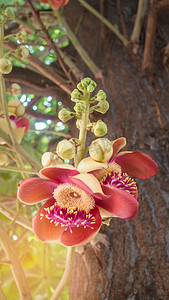 炮弹花摄影照片_炮弹树 (Couroupita guianensis)