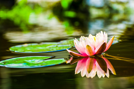 花园池塘中的桃色睡莲